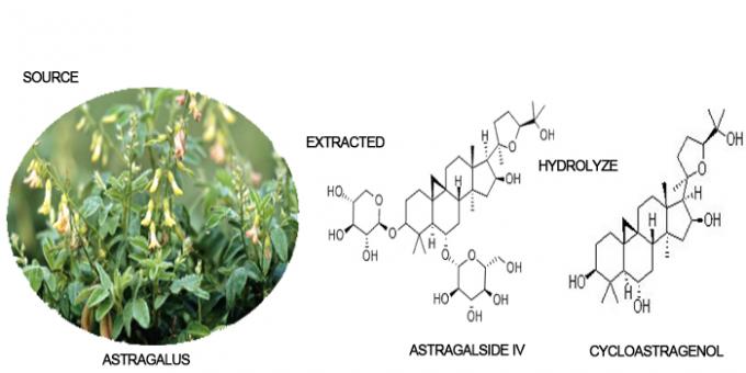 98% 50% 10% 5% Cycloastragenol Root Root Astragalus Extract ผง 0