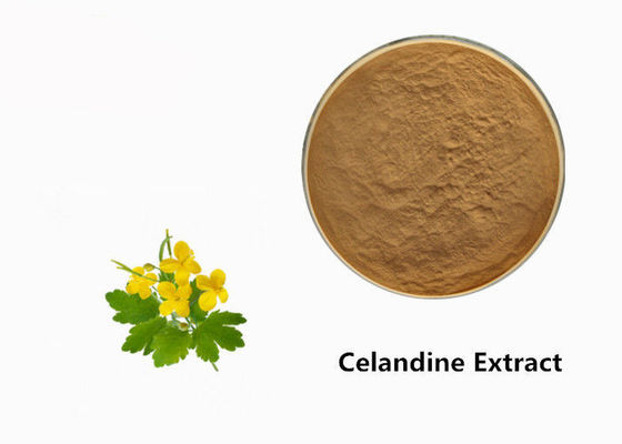 ประเทศจีน ผงสารสกัดจากพืช Celandine ผู้ผลิต