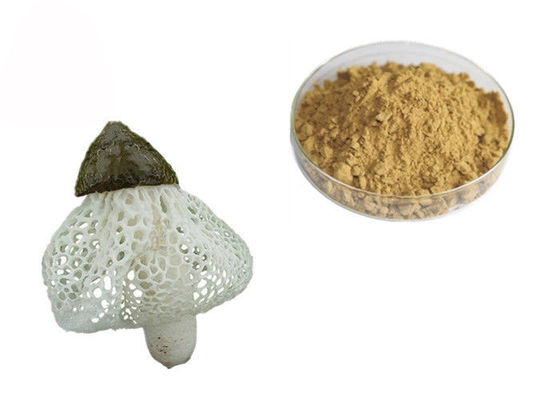 ประเทศจีน สารสกัดอินทรีย์ Dictyophora Indusiata ผู้ผลิต