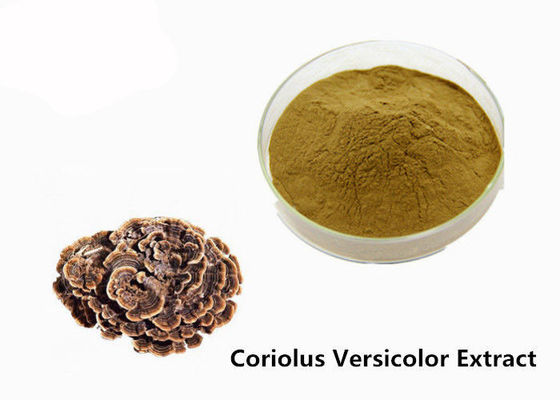 ประเทศจีน เสริมสร้างร่างกายด้วยผงสารสกัดสีน้ำตาลเหลือง Coriolus Versicolor ผู้ผลิต
