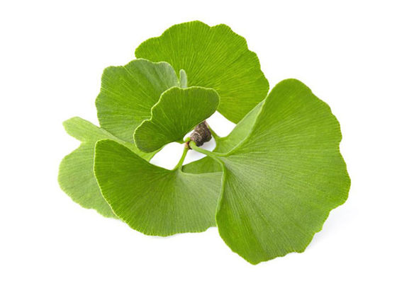 เป็นเจ้าของความดันโลหิตแปะก๊วย Biloba Bulk Powder ผู้ผลิต