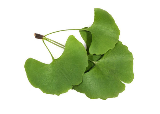 ควบคุมไขมันในเลือด 24/6 แปะก๊วย Biloba สกัดมาตรฐาน ผู้ผลิต