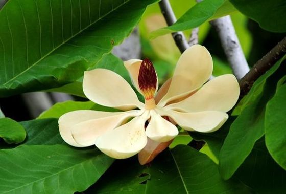 HPLC Magnolol / Honokiol Magnolia Officinalis สารสกัดจากเปลือก ผู้ผลิต
