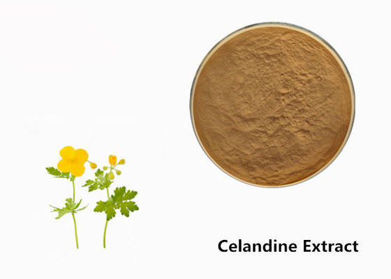 ผงสารสกัดจากพืช Celandine ผู้ผลิต