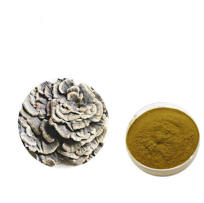 เสริมสร้างร่างกายด้วยผงสารสกัดสีน้ำตาลเหลือง Coriolus Versicolor ผู้ผลิต