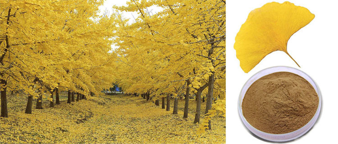 CAS 90045-36-6 Organic Dry Leaves สารสกัดจากแปะก๊วย Biloba 0